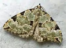 Colostygia pectinataria  (Knoch, 1781)