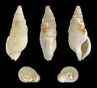 Colubraria tortuosa (nl), un Colubrariidae.