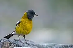 Phrygile à tête grise (Phrygilus gayi).