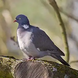 Vue d'un pigeon à tête grise et ventre blanc posé sur une branche.