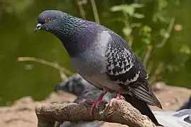 Pigeon biset en ville à Waterlow Park, Londres. Juillet 2022.