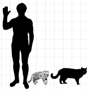 Schéma d'un homme, d'un chat domestique et d'un Chat à pieds noirs pour comparaison de la taille.