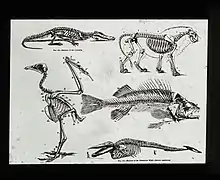 Comparaisons de divers endosquelettes de Vertébrés