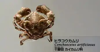 Conchoecetes artificiosus