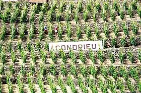 Image illustrative de l’article Condrieu (AOC)