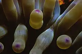 Condylactis aurantiaca (gros plan)