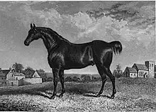 gravure d'un cheval noir vu de profil