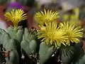 Conophytum brevisetum