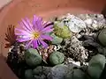 Conophytum ramosum