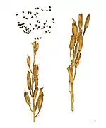 Follicules et graine - MHNT.