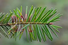 Variabilité des galles de Contarinia pseudotsugae sensu lato