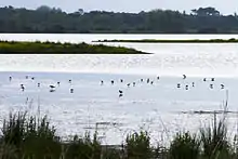 Contrejour sur le marais