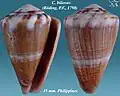 Conus biliosus.