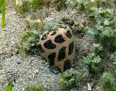 Cône hébreu (Conus ebraeus)