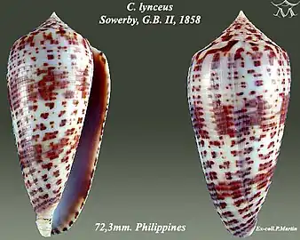 Conus lynceus Sowerby, G.B. II, 1858.