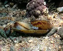 Cône nussatelle (Conus nussatella)