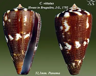 Conus vittatus Hwass in Bruguière, J.G., 1792.