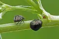 Coptosoma scutellatum, Lithuanie, avec vue de profil