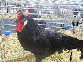 Coq de La Flèche noir avec sa crête caractéristique.