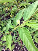 Corchorus capsularis