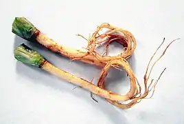 Racines de coriandre.