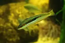 Détail du mâle sur la côte Basque