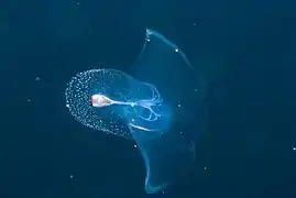 Corolla spectabilis.