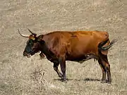 Vache fauve à nuances noires sur une prairie sèche