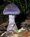 photo de Cortinarius violaceus