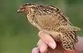 Coturnix coturnix coturnix
