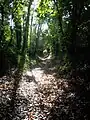 Chemin creux du boulevard nature.