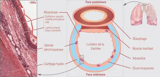 Coupe transversale d'une trachée et de l’œsophage