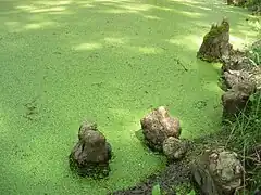 Les pneumatophores du cyprès chauve dans le parc du Château.