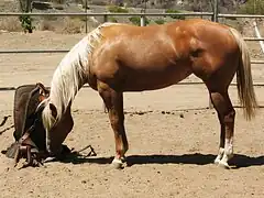 Photo d'une cheval renifflant une selle posée au milieu d'une acrrière en sable.