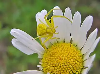 Thomisus onustus ♀.