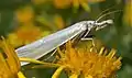 Crambus perlella (Scopoli, 1763)
