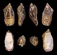 Crassostrea gigas (Ostreida)