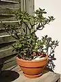 Crassula arborescens de 4 ans