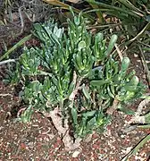 C. o. var. cristata.