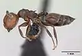Crematogaster scutellaris