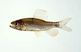Crenuchus spilurus (Crenuchidae)