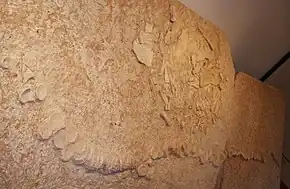 Fossile associé d'un requin du genre Cretodus et d'une tortue marine du genre Protosphargis datant du Crétacé de l'actuelle Italie.