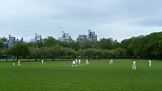 Cricket dans le parc.