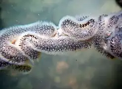 Cristatella mucedo (Cristatellidae)