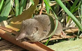 Crocidura russula (Soricomorpha)