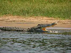 Crocodylus niloticus (crocodile du Nil), une espèce endémique et essentielle dans tout le bassin du Sourou.