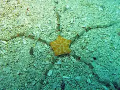 Cryptopelta granulifera