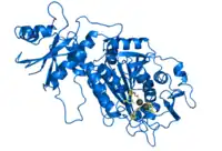 Image illustrative de l’article Leucyl-aminopeptidase