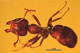 Spécimen HJF009 - vue dorsale.