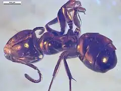 NHMW1984-31-216 dorsal.